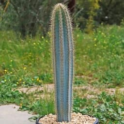 Blue Cactus
