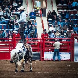 Bullride Mania