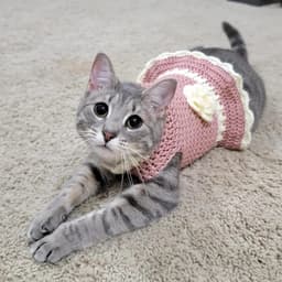 Gatito