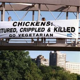 Peta