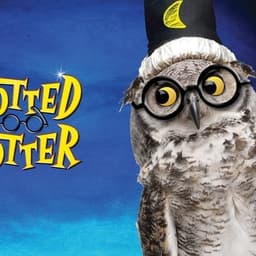 Potted Potter
