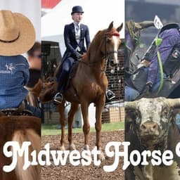 Prize Horse