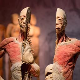 Real Bodies