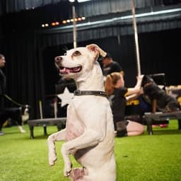 The Canine Stars