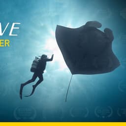 The Last Dive