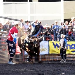 Xtreme Bulls