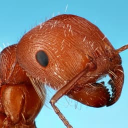 BUGS