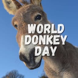 Donkey Day