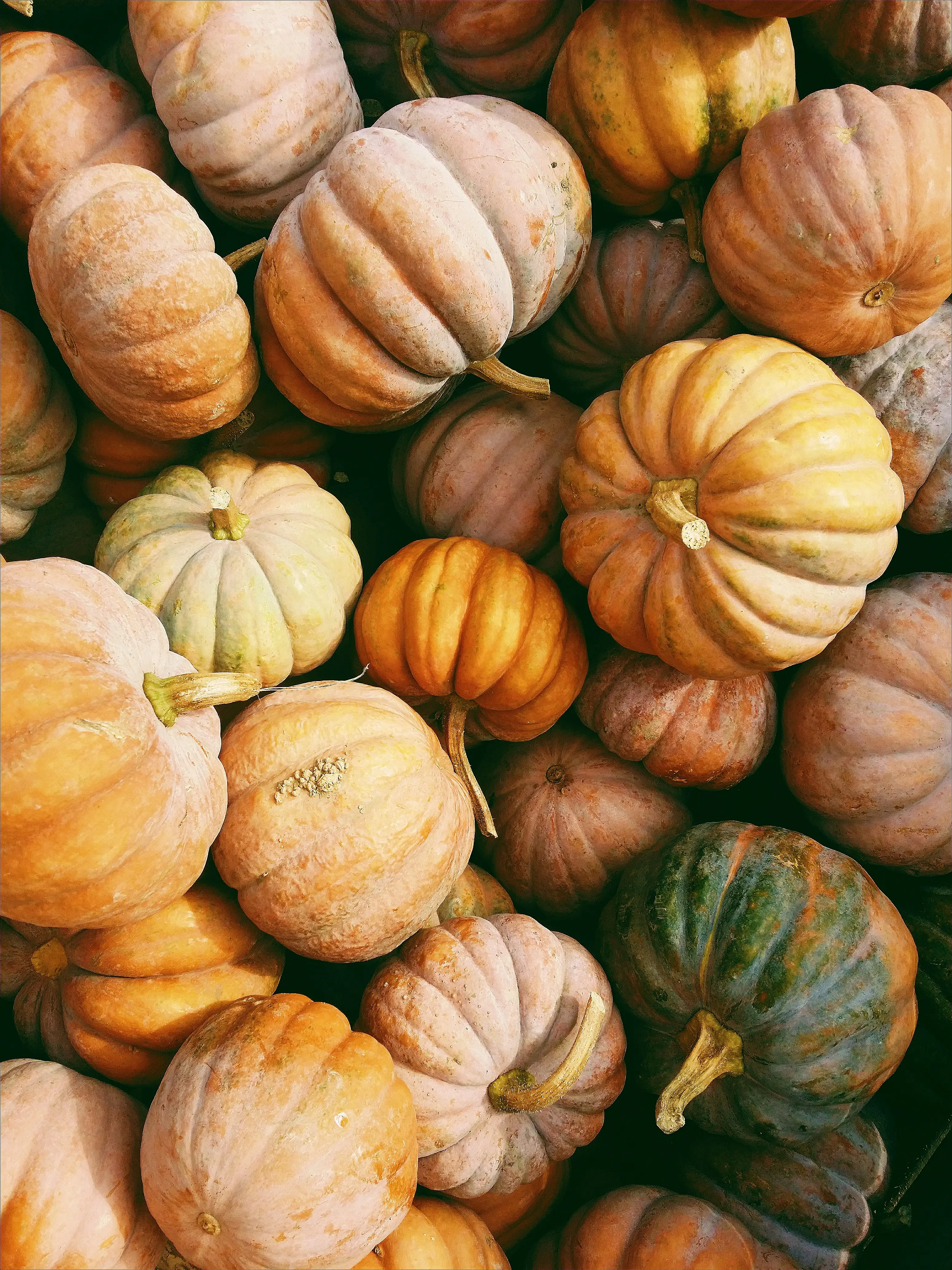 Atelier Citrouilles — Le Network Paris